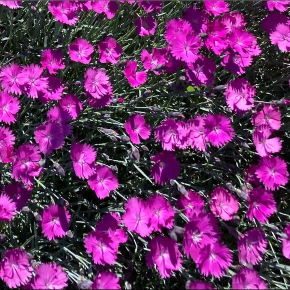 Meet your Posher, Madeline - Picture 1 of 1